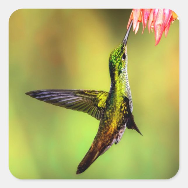 Adesivo Quadrado Pássaro da Flor Rosa do Hummingbird (Frente)