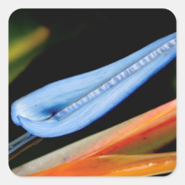 Adesivo Quadrado Pássaro da Foto do Paraíso