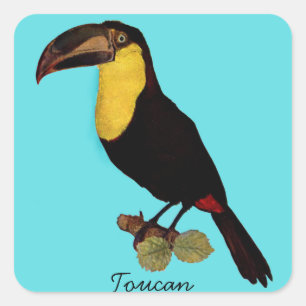 ADESIVO QUADRADO PÁSSARO DO VINTAGE TOUCAN. YELLOW-THROATED TOUCAN