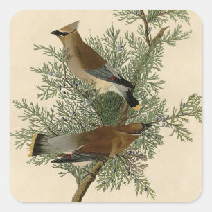 Adesivo Quadrado Pássaro do Waxwing de cedro de Audubon