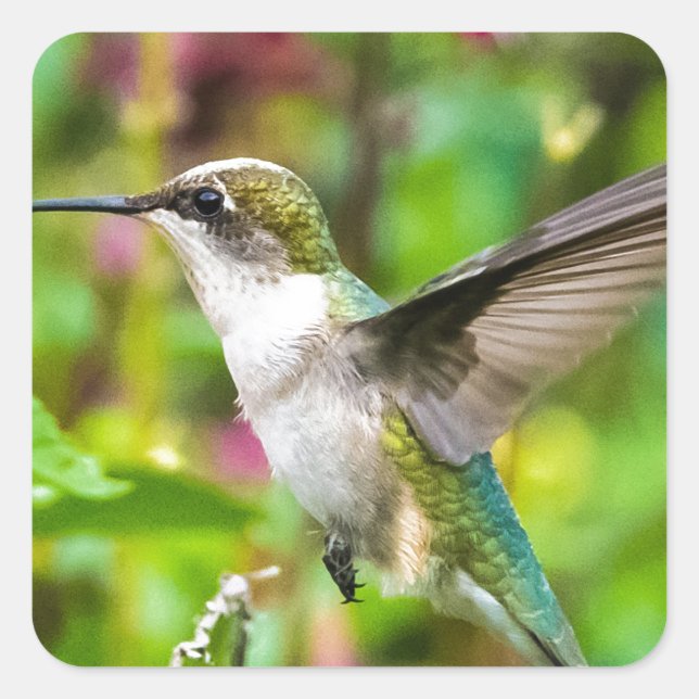 Adesivo Quadrado Pássaro Hummingno Voo (Frente)