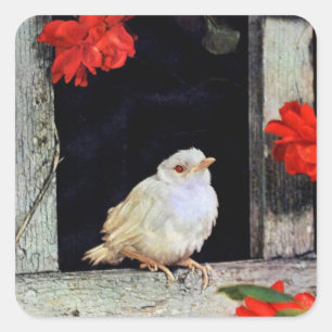 Adesivo Quadrado Pássaro RARE albino robin