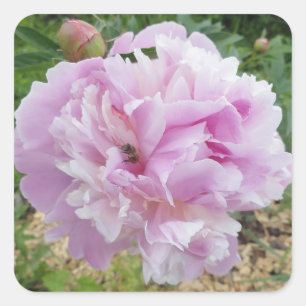 Adesivo Quadrado Pastel Pink Peony e Honey Bee