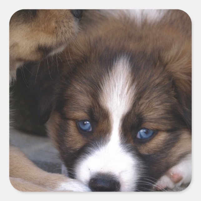 Adesivo Quadrado Pastor australiano super bonito (Frente)