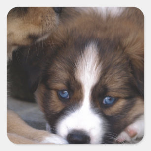 Adesivo Quadrado Pastor australiano super bonito