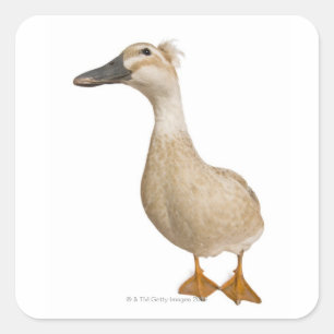Adesivo Quadrado Pato com crista fêmea, 3 anos velho