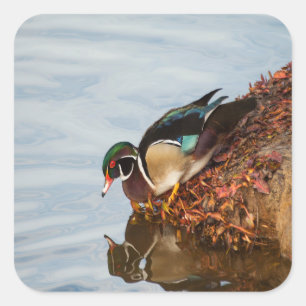 Adesivo Quadrado Pato de madeira em terra