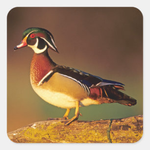 Adesivo Quadrado Pato-mandarim macho, Illinois