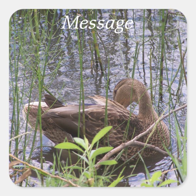 Adesivo Quadrado Pato Preening nos Leeds (Frente)