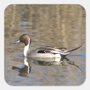 Adesivo Quadrado Pato Rabo-de-Palha Nadan Em Um Lago