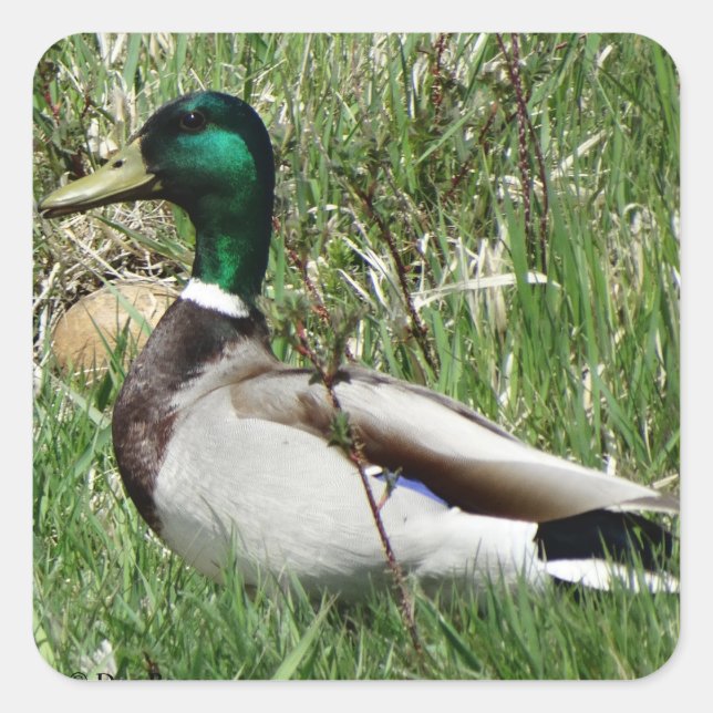 Adesivo Quadrado Pato-real-macho B55 na grama (Frente)