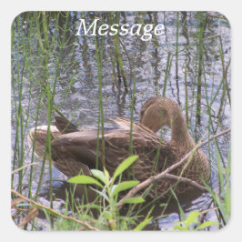 Adesivo Quadrado Pato se ajeitando entre os juncos