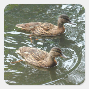Adesivo Quadrado Patos Jovens de Pato-real