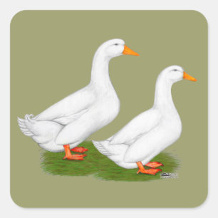 Adesivo Quadrado Patos:  Pekins branco