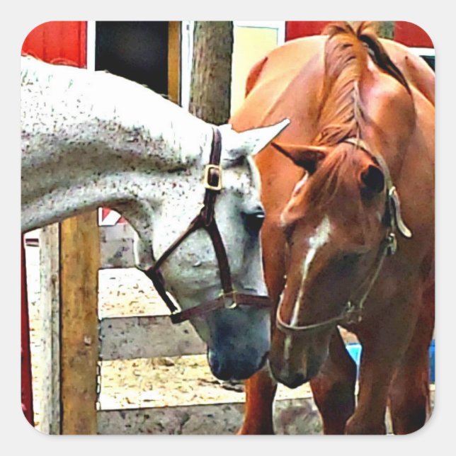 Adesivo Quadrado Pau de Cavalo dos Melhores Amigos (Frente)