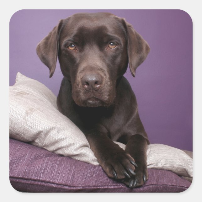 Adesivo Quadrado Pau de chocolate Brown Labrador Retriever (Frente)