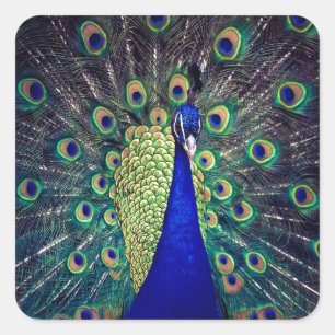 Adesivo Quadrado Pavão Azul Cobalto