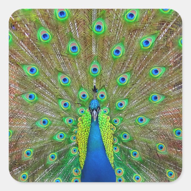 Adesivo Quadrado Pavão Azul nº 3 (Frente)