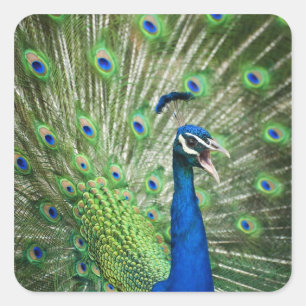 Adesivo Quadrado Pavão gritando