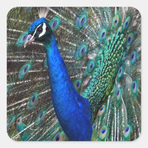 Adesivo Quadrado Pavão masculino colorido