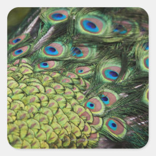 Adesivo Quadrado Pavão masculino (cristatus do Pavo) que indica a