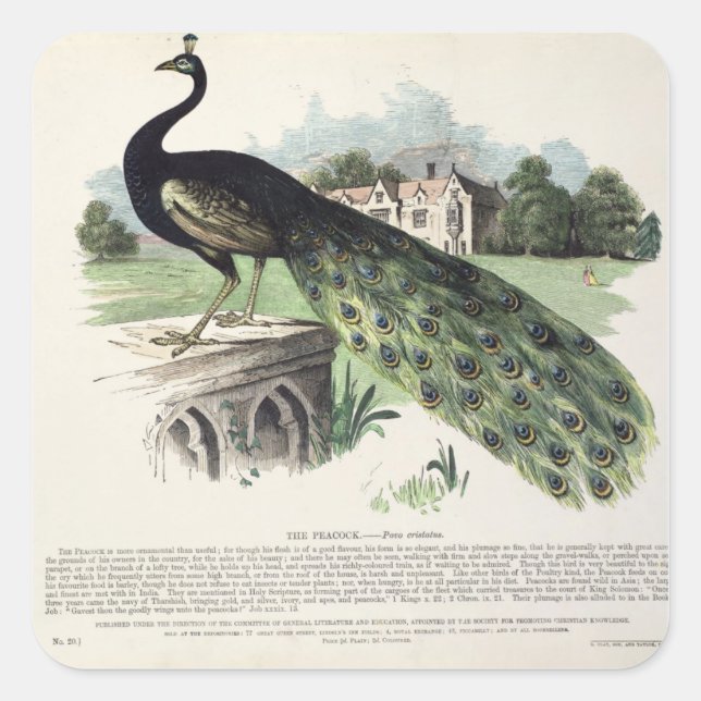 Adesivo Quadrado Peacock (Frente)