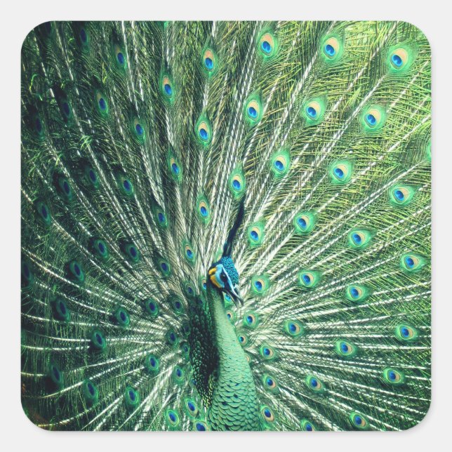 Adesivo Quadrado Peacock Strut (Frente)