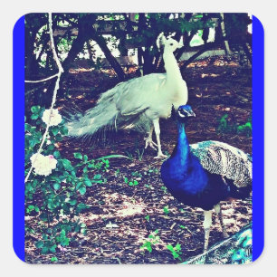Adesivo Quadrado Peacocks Vintage