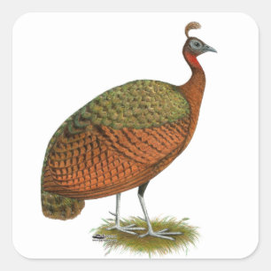 Adesivo Quadrado Peafowl:  Pahen do Congo