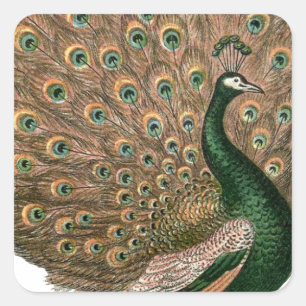 Adesivo Quadrado Peafowl (pavão) de arte venenosa despenca ouro ver
