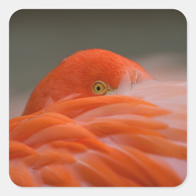 Adesivo Quadrado Peeking Flamingo (Frente)