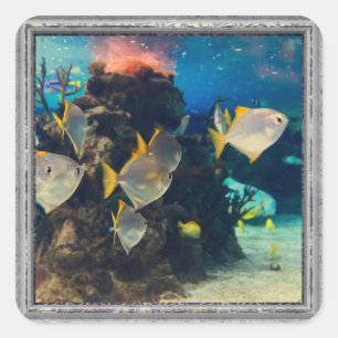 Adesivo Quadrado Peixe de Aquário bonito