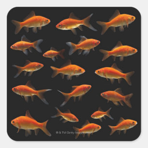 Adesivo Quadrado Peixe dourado 2