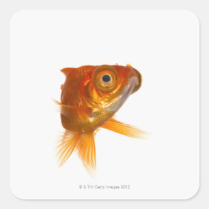Adesivo Quadrado Peixe dourado com olhos grandes 3