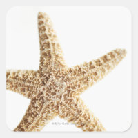 Peixe-estrela