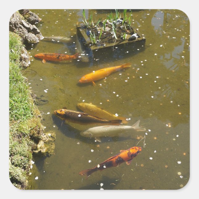 Adesivo Quadrado Peixe Koi 3 Stickers (Frente)