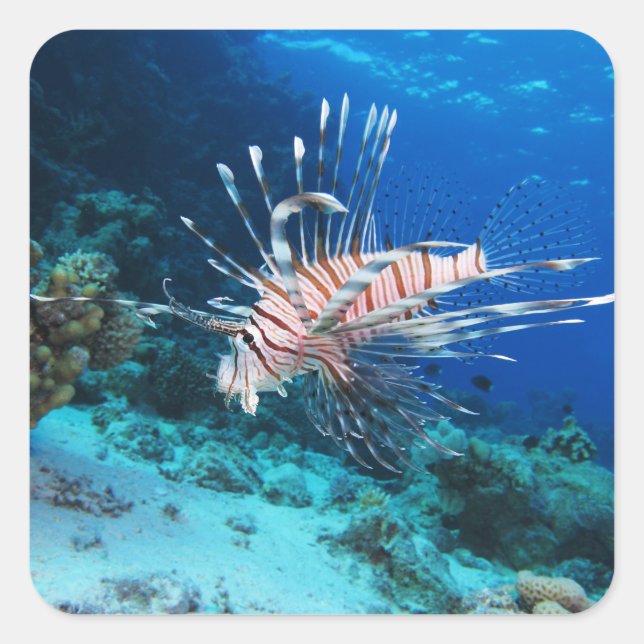 Adesivo Quadrado Peixe-leão ou Pterois Miles, Peixe de Recife Oceân (Frente)