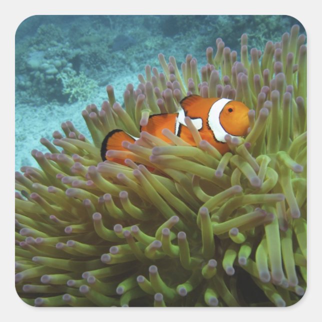 Adesivo Quadrado Peixe-palheiro ocidental ( Amphiprion ocellaris ) (Frente)