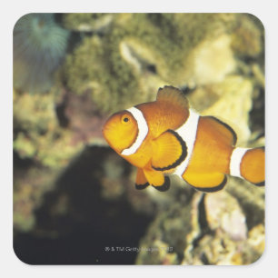 Adesivo Quadrado Peixe-palhó comum (Amphiprion ocellaris)