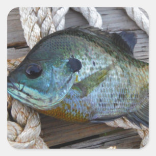 Adesivo Quadrado Peixes-Bluegill nas docas e cordas