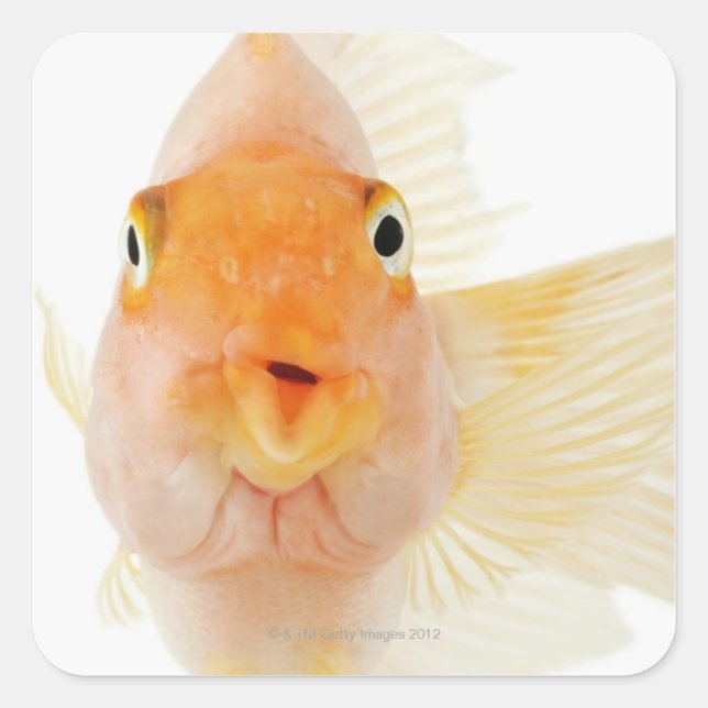 Adesivo Quadrado Peixes de água fresca tropical (Frente)