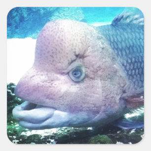 Adesivo Quadrado Peixes de cichlidae de Flowerhorn
