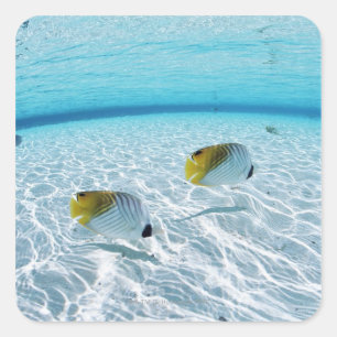 Adesivo Quadrado Peixes no mar 2