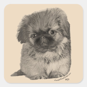 Adesivo Quadrado Pekingese Puppy