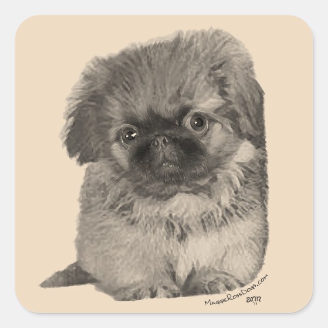 Adesivo Quadrado Pekingese Puppy (Frente)
