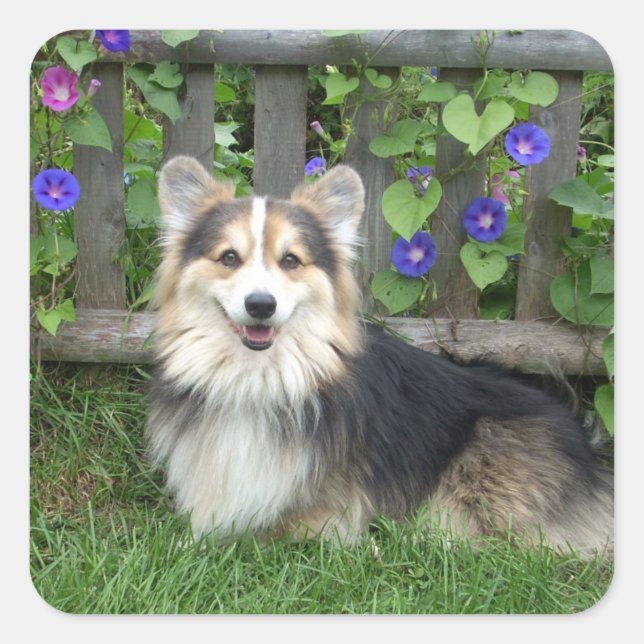 Adesivo Quadrado Pembroke Welsh Corgi Stickers (Frente)