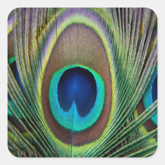 Adesivo Quadrado Pena de Peacock