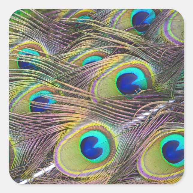 Adesivo Quadrado Penas de Peacock (Frente)