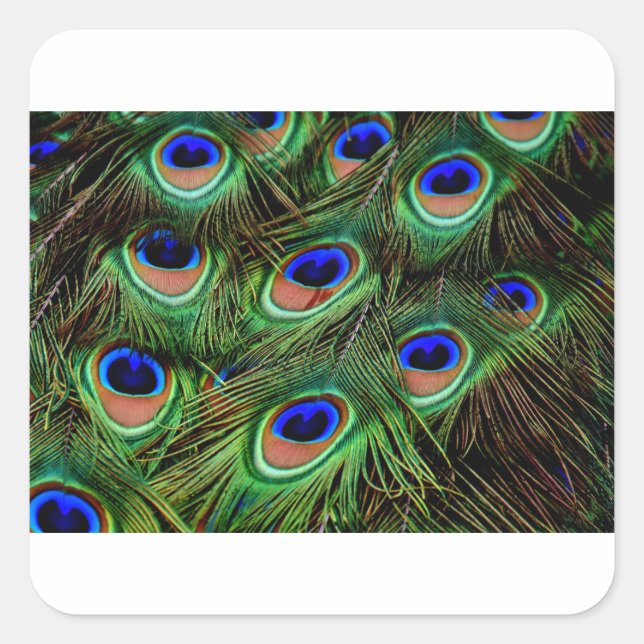 Adesivo Quadrado Penas de Peacock (Frente)