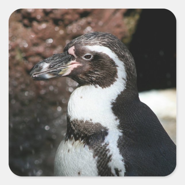 Adesivo Quadrado Penguin Sticker (Frente)